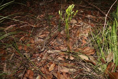 Schizaea bifida, photographed by Greg Tasney