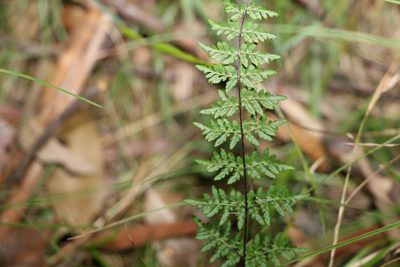 Cheilanthes sieberi, photographed by Greg Tasney