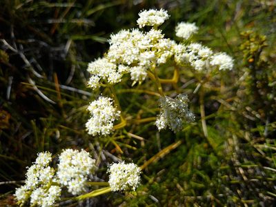Aciphylla polita, photographed by gnapp