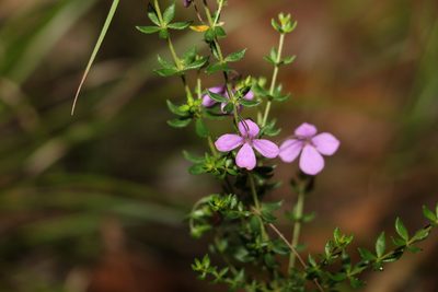 Tetratheca thymifolia, photographed by Greg Tasney