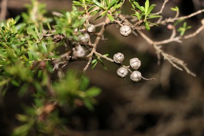 Leptospermum polygalifolium, photographed by Greg Tasney