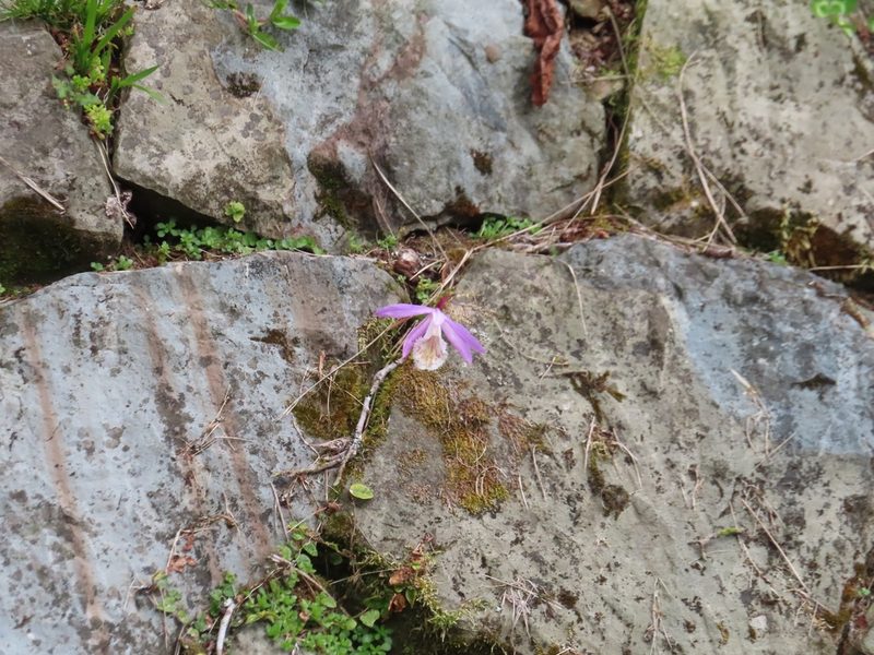 Pleione formosana, photographed by 張家瑜