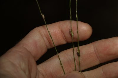 Alloteropsis semialata, photographed by Greg Tasney