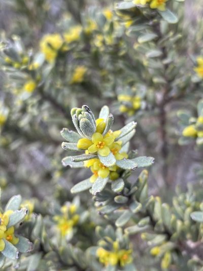 Thymelaea tinctoria, photographed by peresol