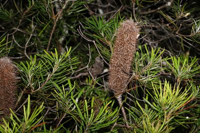 Banksia spinulosa, photographed by Greg Tasney