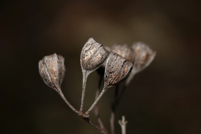 Angophora woodsiana, photographed by Greg Tasney