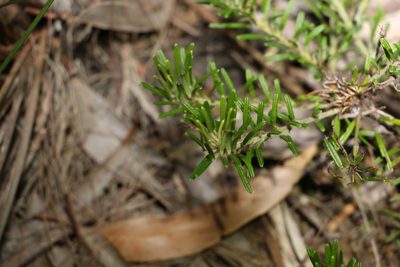 Pultenaea petiolaris, photographed by Greg Tasney