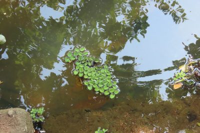 Salvinia molesta, photographed by Navaneeth Sini George