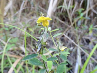 Crotalaria albida, photographed by Toby Y
