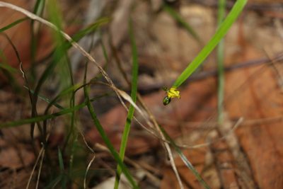 Tricoryne anceps, photographed by Greg Tasney