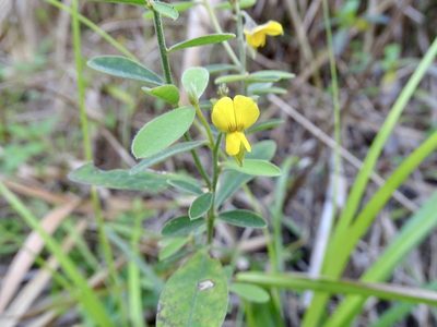 Crotalaria albida, photographed by Toby Y