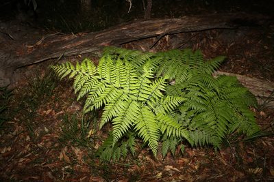 Calochlaena dubia, photographed by Greg Tasney