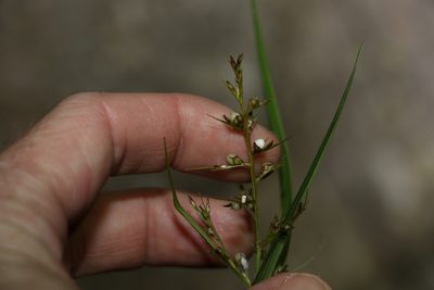Scleria levis, photographed by Greg Tasney