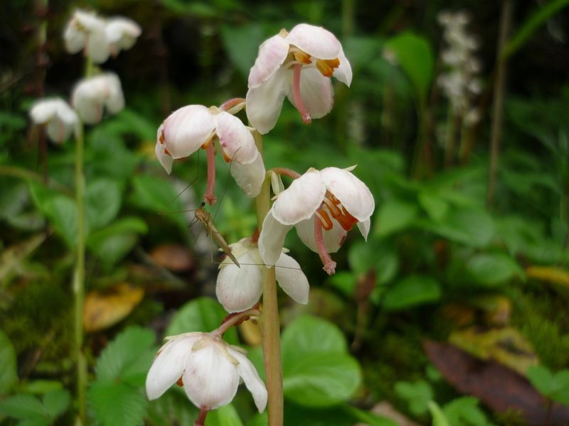 Pyrola calliantha, photographed by Andreas Taeger