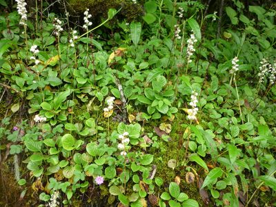 Pyrola calliantha, photographed by Andreas Taeger