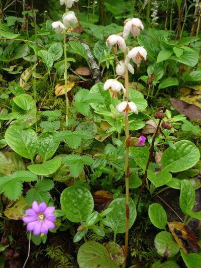 Pyrola calliantha, photographed by Andreas Taeger