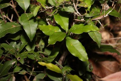 Notelaea ovata, photographed by Greg Tasney