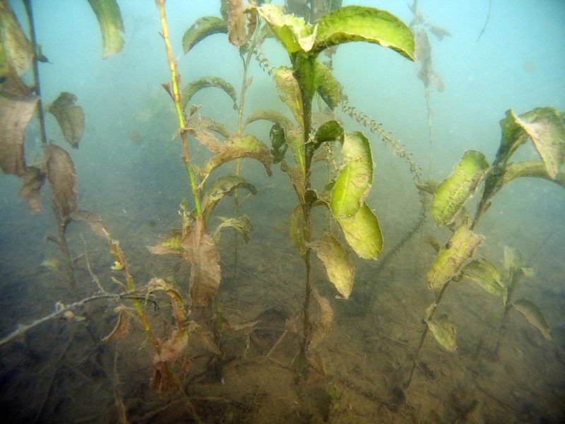 Potamogeton amplifolius, photographed by Timothy McNitt