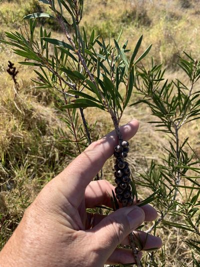 Melaleuca rugulosa, photographed by Dave Richardson