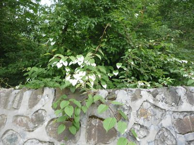 Actinidia kolomikta, photographed by Andreas Taeger