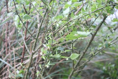 Rubus corchorifolius, photographed by 胡正恆(Jackson Hu)