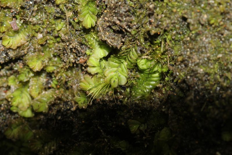 Lethocolea pansa, photographed by Em Lamond