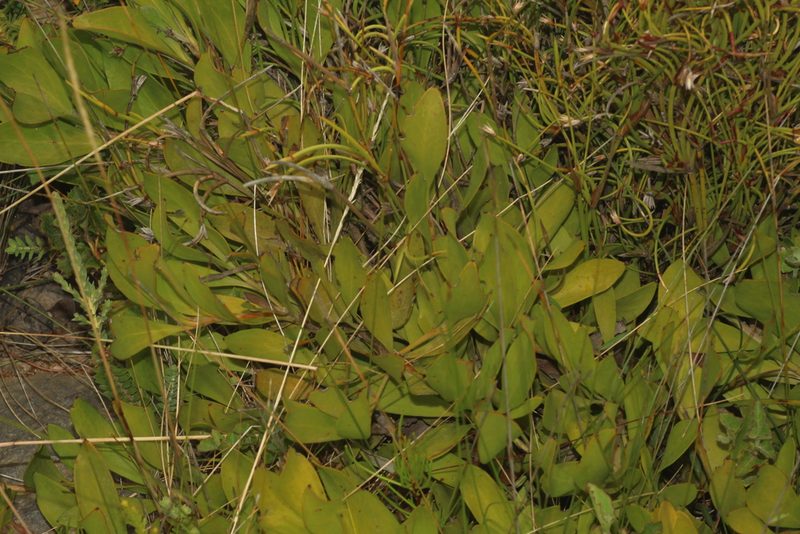 Persoonia micranthera, photographed by Em Lamond