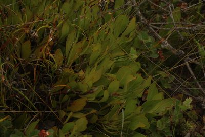 Persoonia micranthera, photographed by Em Lamond