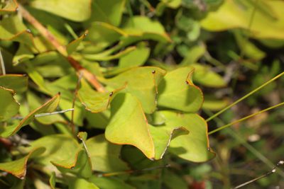 Persoonia micranthera, photographed by Em Lamond