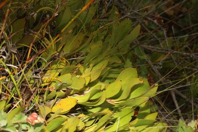 Persoonia micranthera, photographed by Em Lamond