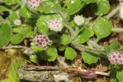 Actinotus rhomboideus, photographed by Em Lamond