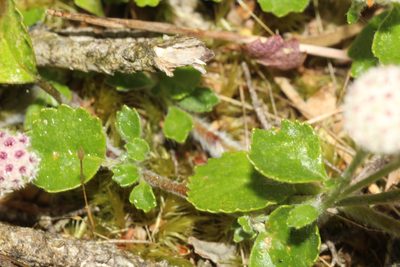 Actinotus rhomboideus, photographed by Em Lamond