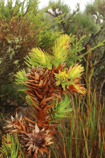 Andersonia axilliflora, photographed by Em Lamond