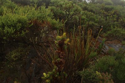 Andersonia axilliflora, photographed by Em Lamond