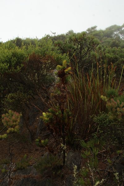 Andersonia axilliflora, photographed by Em Lamond