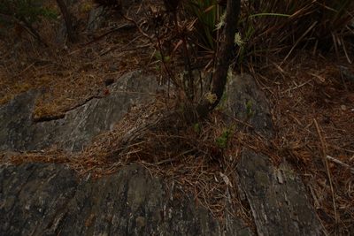 Andersonia axilliflora, photographed by Em Lamond