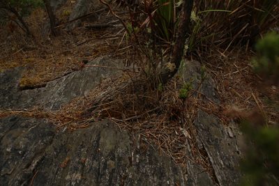 Andersonia axilliflora, photographed by Em Lamond