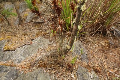 Andersonia axilliflora, photographed by Em Lamond