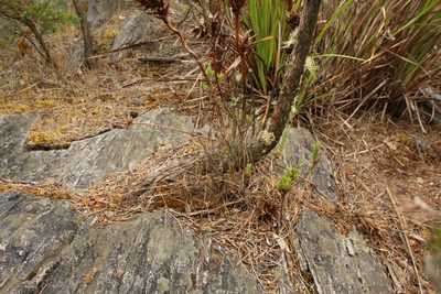 Andersonia axilliflora, photographed by Em Lamond
