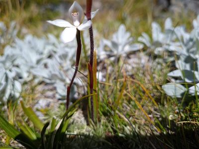 Caladenia lyallii, photographed by gnapp