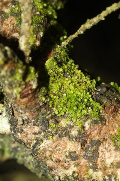 Siphonolejeunea occidentalis, photographed by Em Lamond