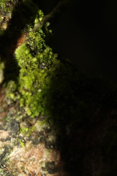 Siphonolejeunea occidentalis, photographed by Em Lamond