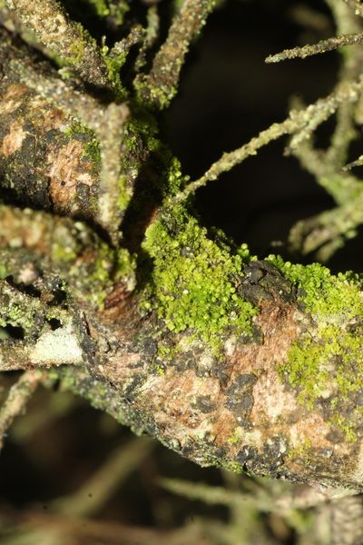 Siphonolejeunea occidentalis, photographed by Em Lamond