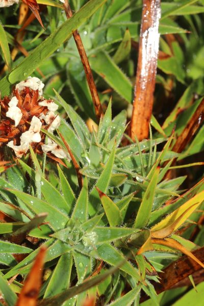 Sphenotoma drummondii, photographed by Em Lamond