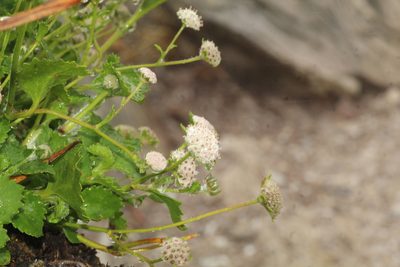 Actinotus rhomboideus, photographed by Em Lamond