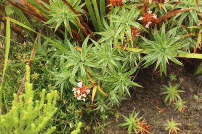 Sphenotoma drummondii, photographed by Em Lamond