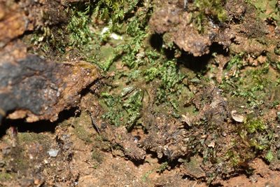 Mittenia plumula, photographed by Em Lamond