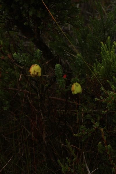 Darwinia collina, photographed by Em Lamond
