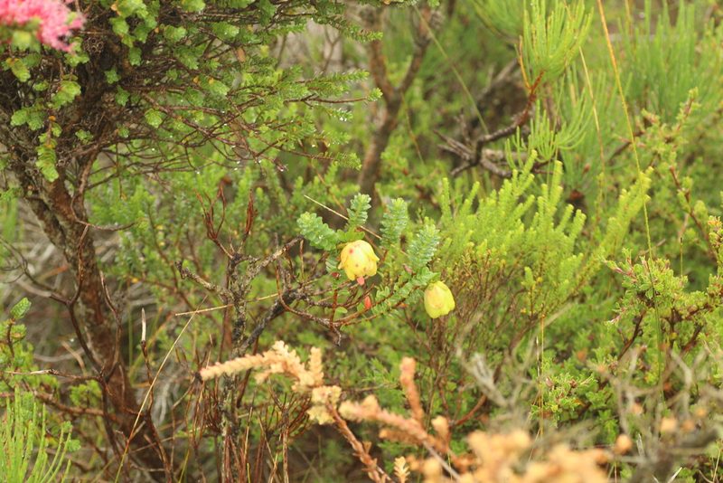 Darwinia collina, photographed by Em Lamond