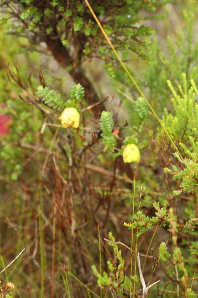 Darwinia collina, photographed by Em Lamond
